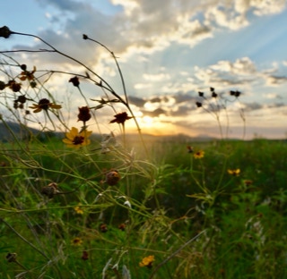 Wild flowers at the Wichita Mountains