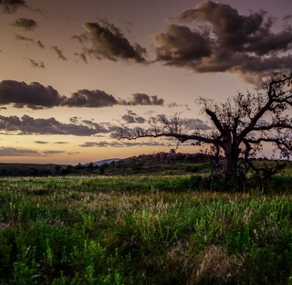 Landscape image of burnt tree at the Wichita Mountains